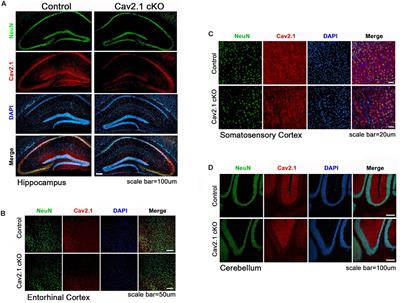 Conditional Knockout of Cav2.1 Disrupts the Accuracy of Spatial Recognition of CA1 Place Cells and Spatial/Contextual Recognition Behavior